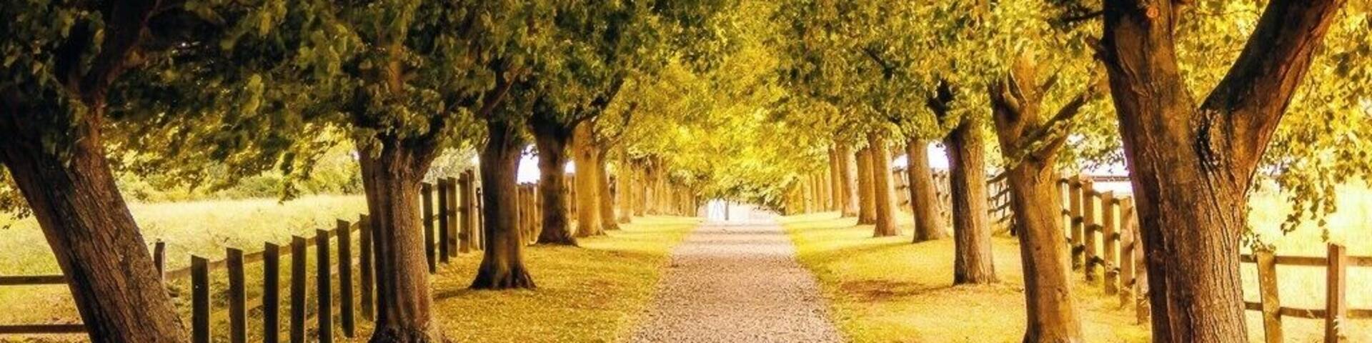 Houghton House Drive
Houghton House today is the shell of a 17th-century mansion commanding magnificent views, reputedly the inspiration for the ‘House Beautiful’ in John Bunyan’s Pilgrim’s Progress. The Drive leading down to the house.