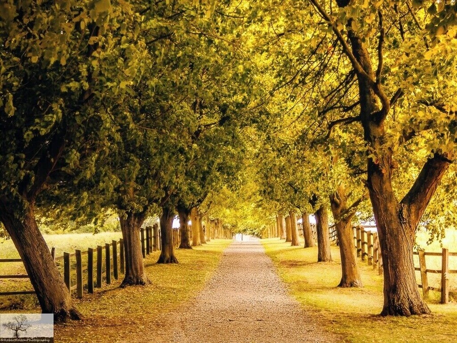 Houghton House Drive
Houghton House today is the shell of a 17th-century mansion commanding magnificent views, reputedly the inspiration for the ‘House Beautiful’ in John Bunyan’s Pilgrim’s Progress. The Drive leading down to the house.