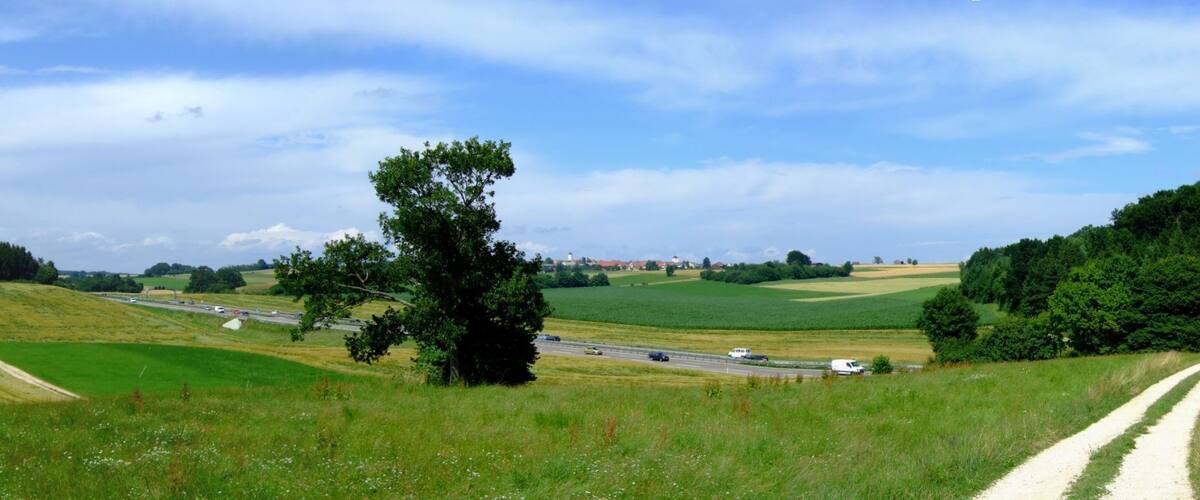 A rural landscape with a winding road, green fields, a prominent tree, and a distant building.