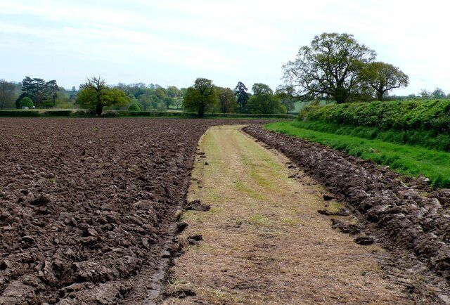Ploughed Field Near Lower odcombe The farmer had left a 2 metre wide strip unploughed close to the edge of this field just SE of the village.