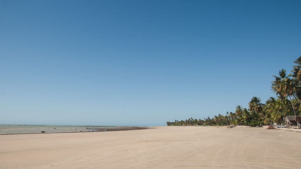 A sandy beach with palm trees and a clear blue sky.