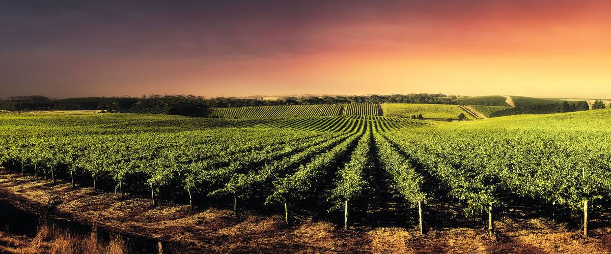 Stunning Sunset Vines