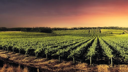 A vineyard with rows of grapevines under a sunset sky.