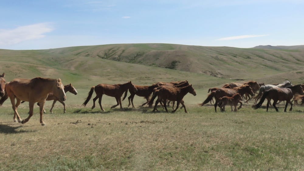 A herd of horses running across a grassy field with rolling hills in the background.
