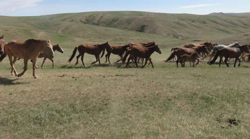 The unfenced steppes just outside of Ulaanbaatar are filled with roaming herds of wild horses.