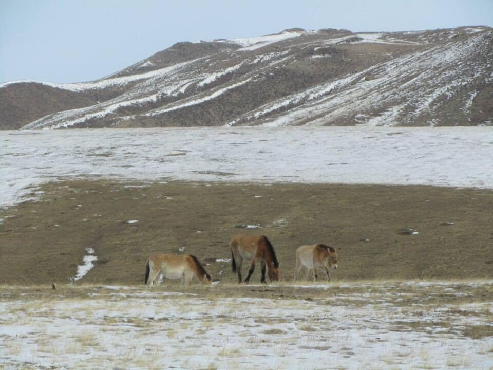 Look up close - these are the famous horses that are the last wild horse of the steppes. The Takhi or Przewalski were bred back into a sizeable herd; and can now be found in the Khustai National Park about 2 hours out of Ulaanbaatar.