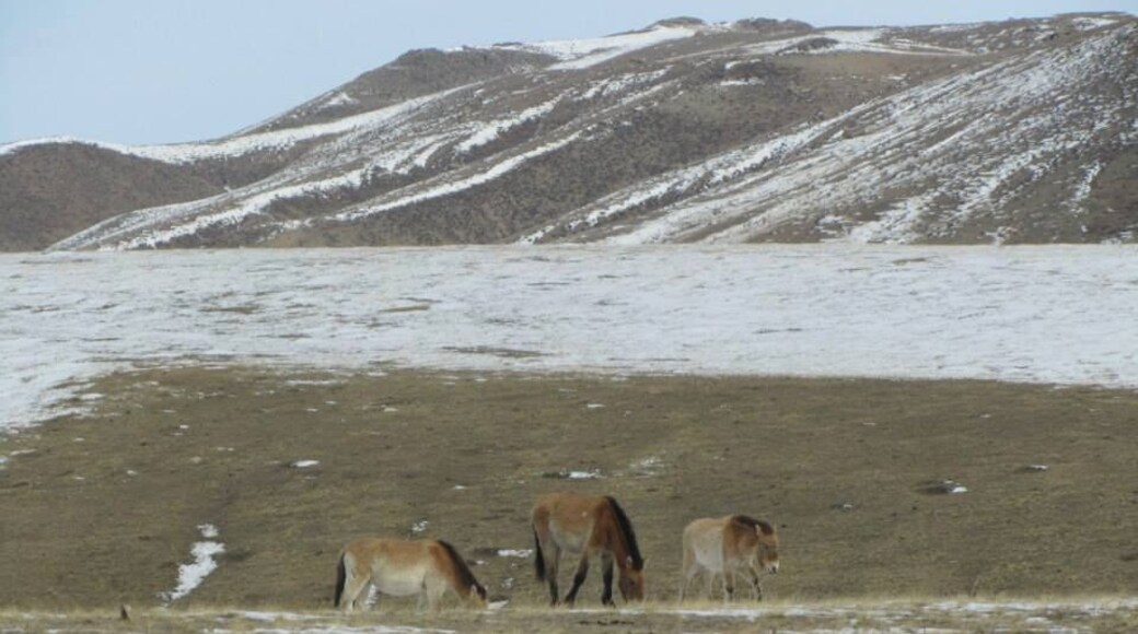 Look up close - these are the famous horses that are the last wild horse of the steppes. The Takhi or Przewalski were bred back into a sizeable herd; and can now be found in the Khustai National Park about 2 hours out of Ulaanbaatar.
