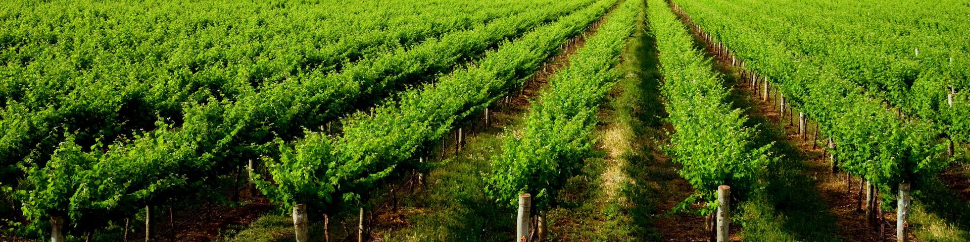 Vineyard in One Tree Hill, South Australia