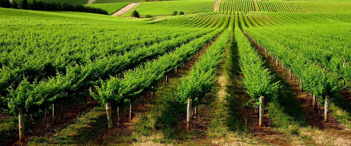 A vineyard with rows of grapevines under a clear blue sky.