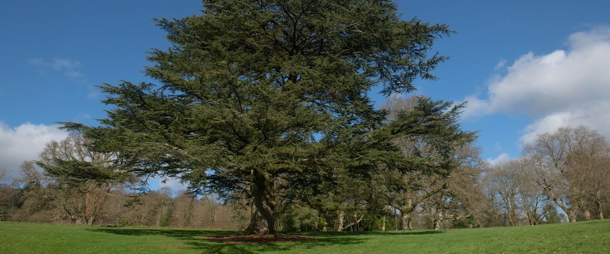 A large coniferous tree in a grassy field with a clear blue sky.