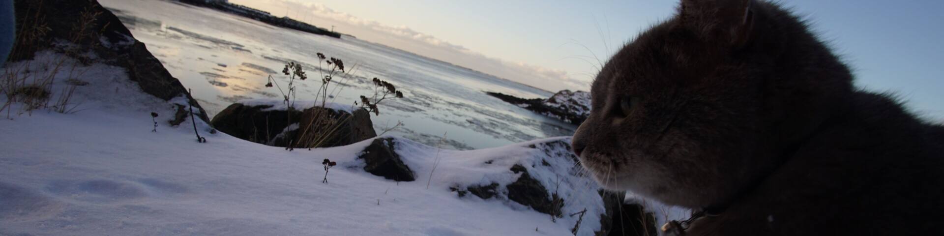 Borgarbyggð, Iceland is a small village to the west of Reykjavik, Iceland. The journey to get there was so beautiful. You pass by huge mountains, tunnels and lakes. Then we found this beautiful fat cat who seemed to be enjoying the sub-zero temperatures. Highly recommend if you like nature.
#LifeAtExpedia #wildlife