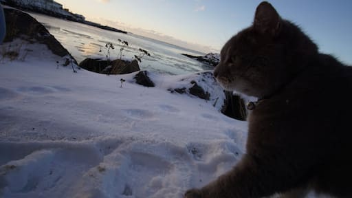Borgarbyggð, Iceland is a small village to the west of Reykjavik, Iceland. The journey to get there was so beautiful. You pass by huge mountains, tunnels and lakes. Then we found this beautiful fat cat who seemed to be enjoying the sub-zero temperatures. Highly recommend if you like nature.
#LifeAtExpedia #wildlife