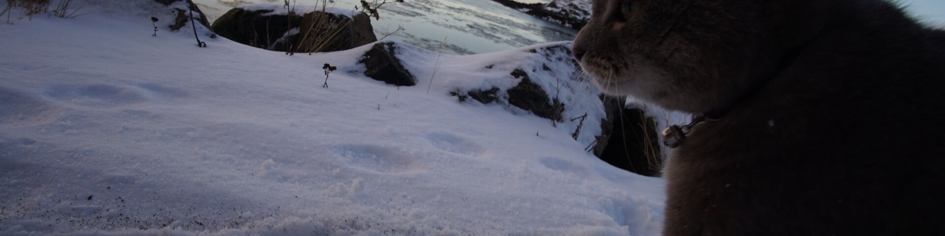Borgarbyggð, Iceland is a small village to the west of Reykjavik, Iceland. The journey to get there was so beautiful. You pass by huge mountains, tunnels and lakes. Then we found this beautiful fat cat who seemed to be enjoying the sub-zero temperatures. Highly recommend if you like nature. 
#LifeAtExpedia #wildlife
