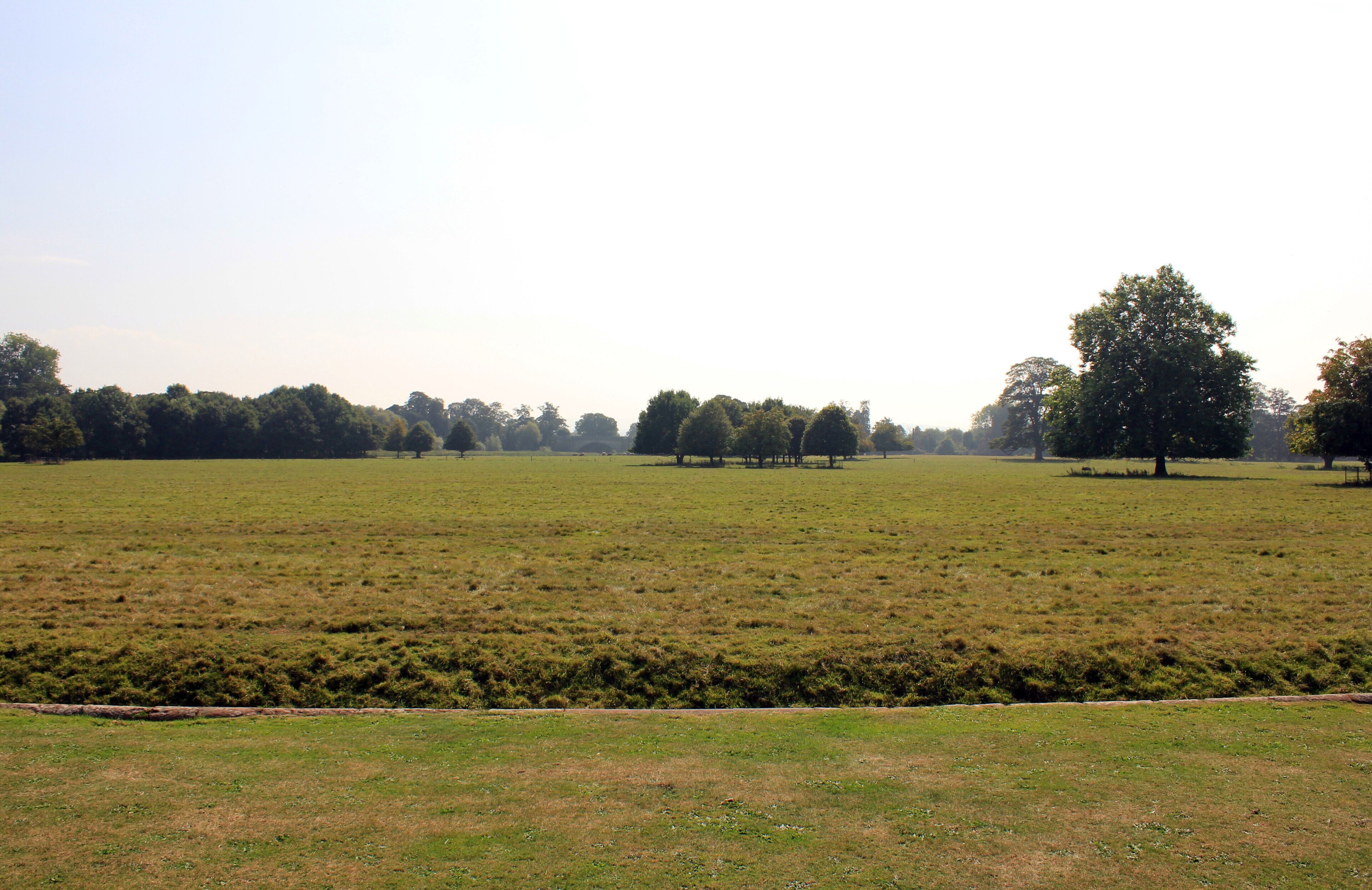 A grassy field with trees in the background.