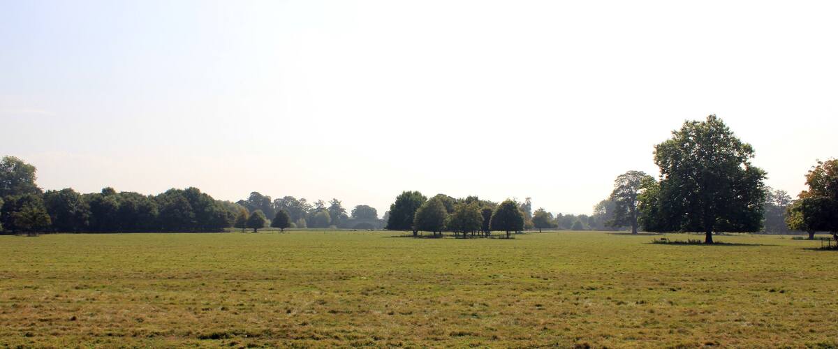 A grassy field with trees in the background.