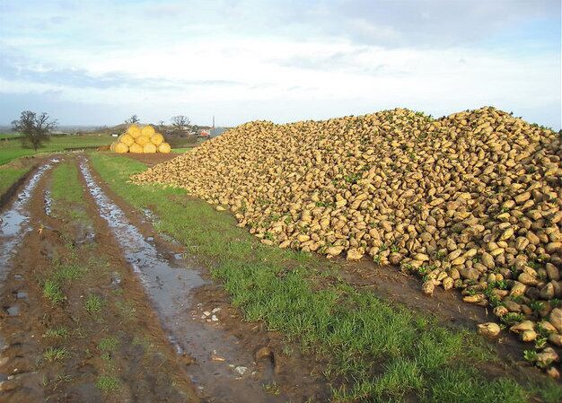 Turnips! Seen on the Shropshire Way whilst on a week's walking in the Shropshire hills.