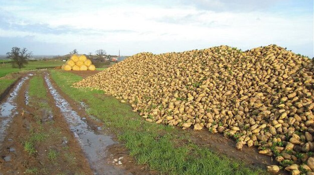 Turnips! Seen on the Shropshire Way whilst on a week's walking in the Shropshire hills.