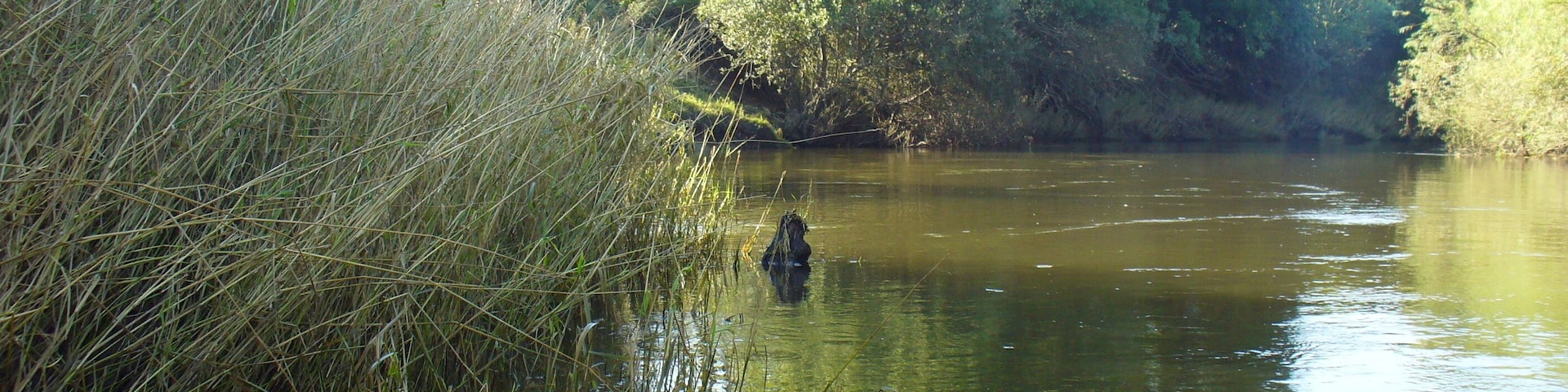 A calm river with kayaks and a person in the water.
