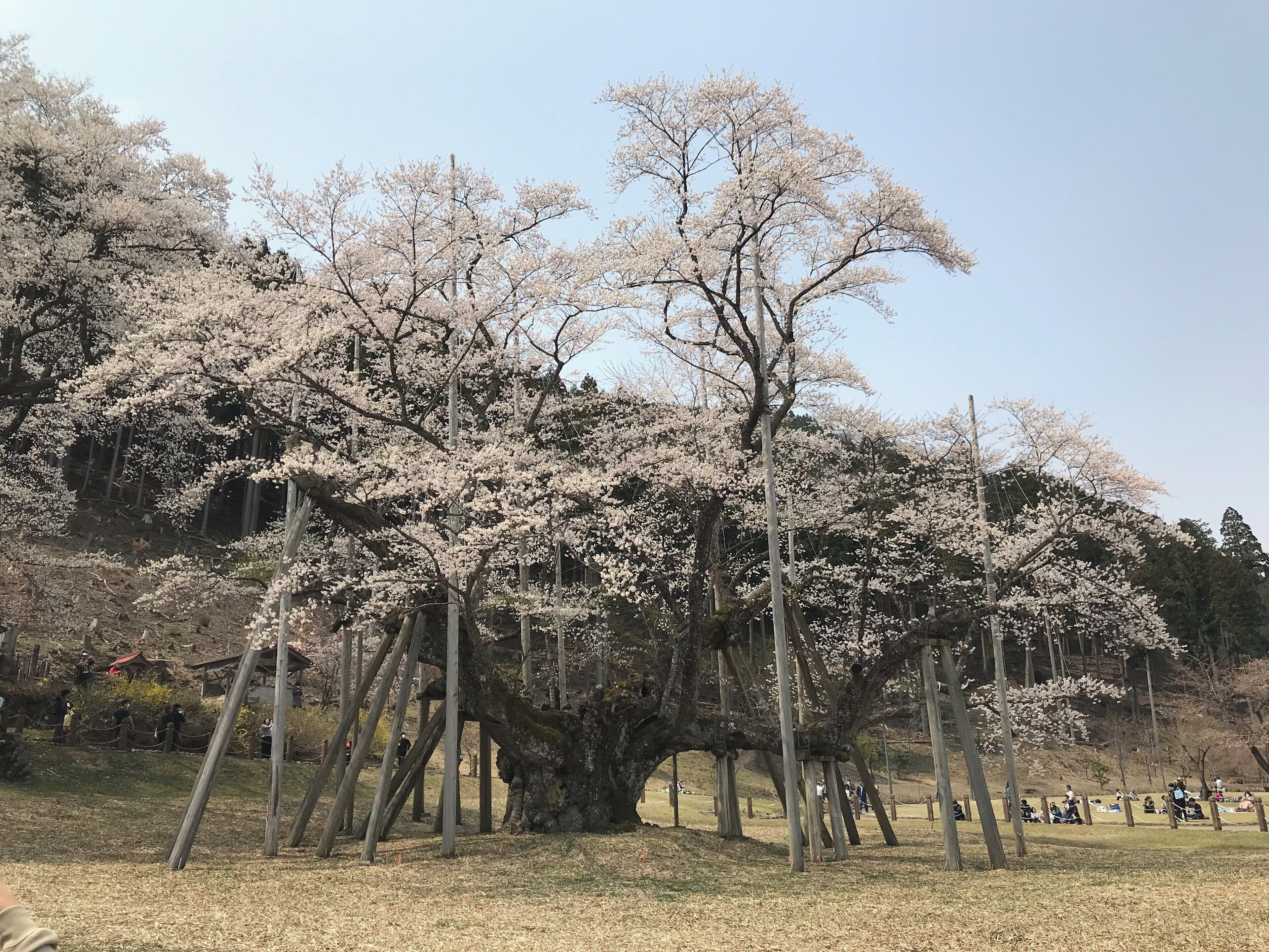 A cherry blossom tree with a wooden structure in the foreground.