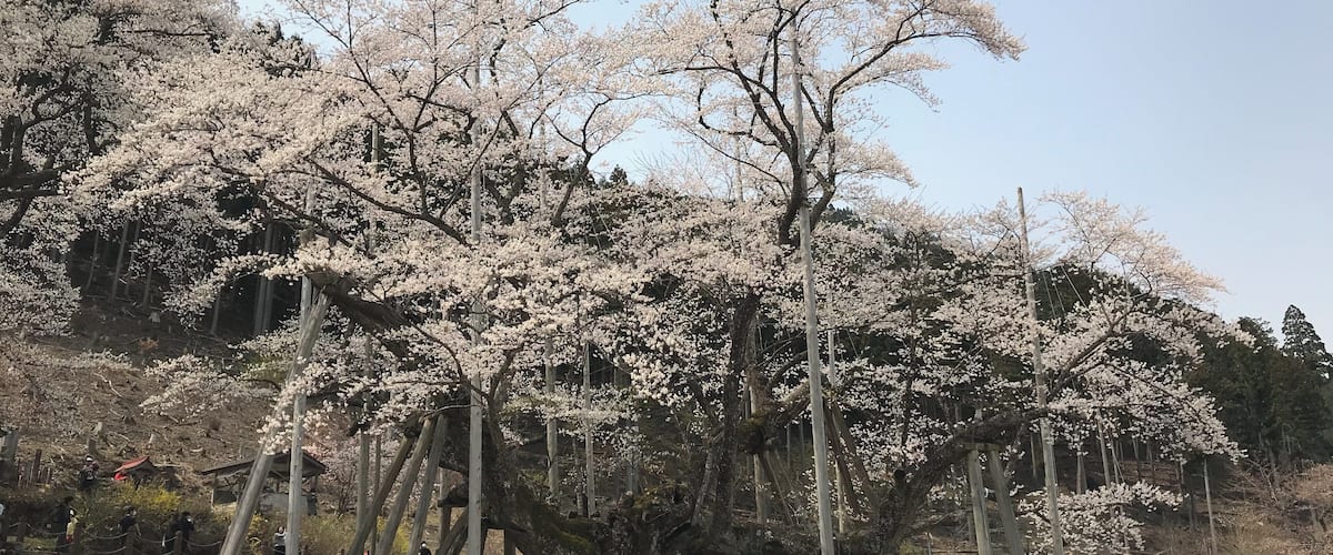 A cherry blossom tree with a wooden structure in the foreground.