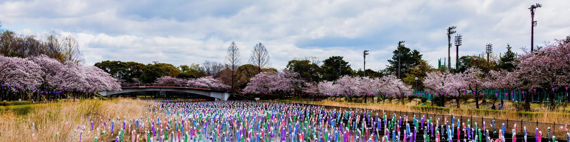 Carp Streamer Festival With Cherry Blossom At Tatebayashi City, Gunma Prefecture, Japan