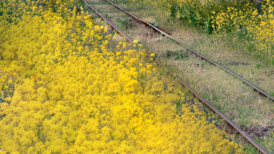 A train on tracks through a field of yellow flowers.