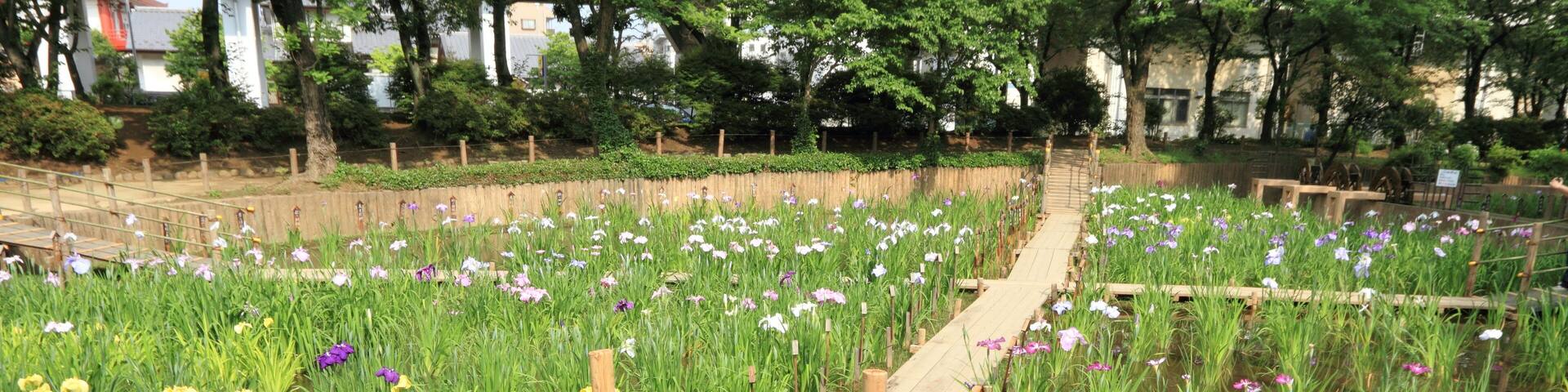 花菖蒲田 (北綾瀬・しょうぶ沼公園)