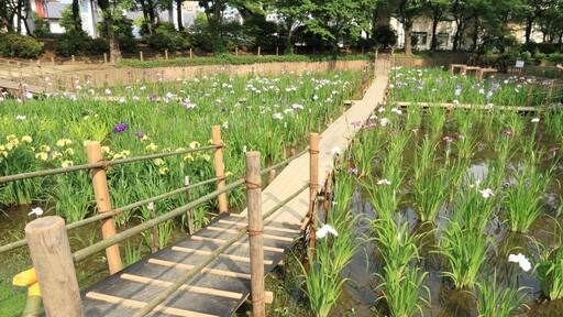 花菖蒲田 (北綾瀬・しょうぶ沼公園)