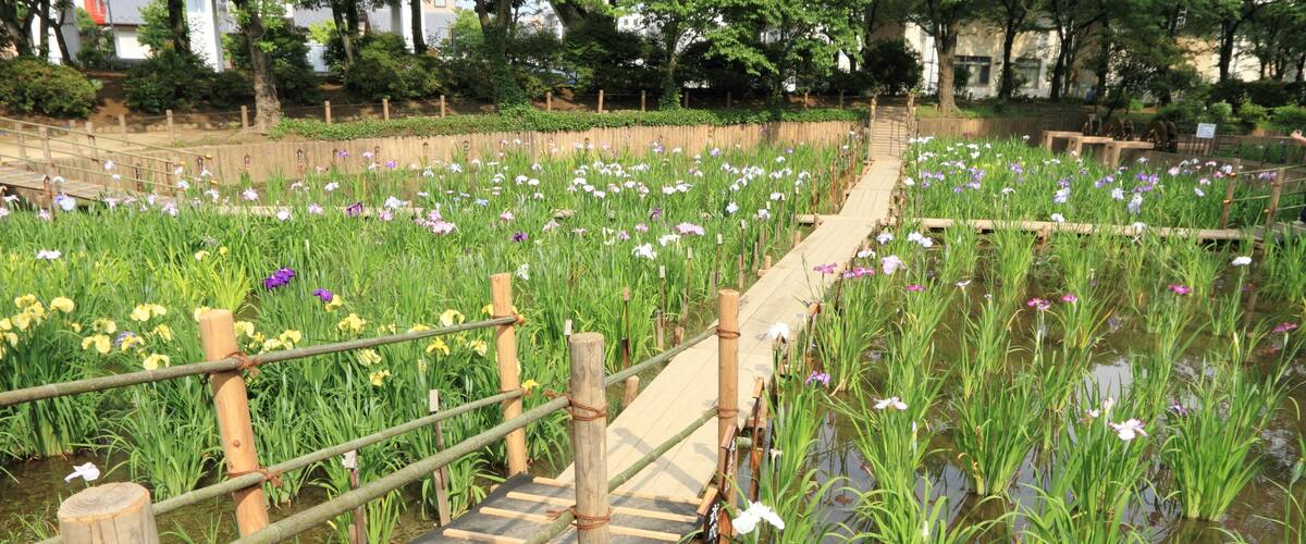A wooden bridge over a pond with lotus flowers and other greenery.