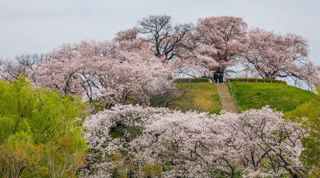 古墳と桜 埼玉古墳群 行田