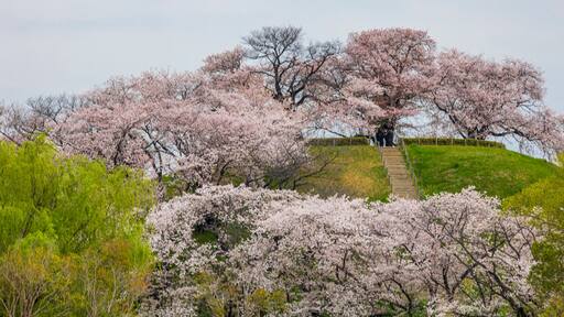 古墳と桜 埼玉古墳群 行田