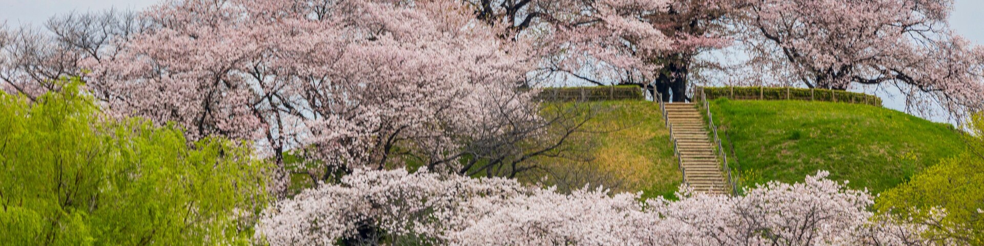 古墳と桜 埼玉古墳群 行田