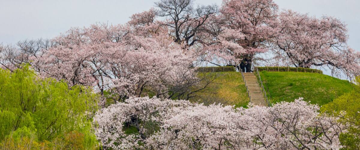 A cherry blossom tree with a wooden staircase leading up to it.