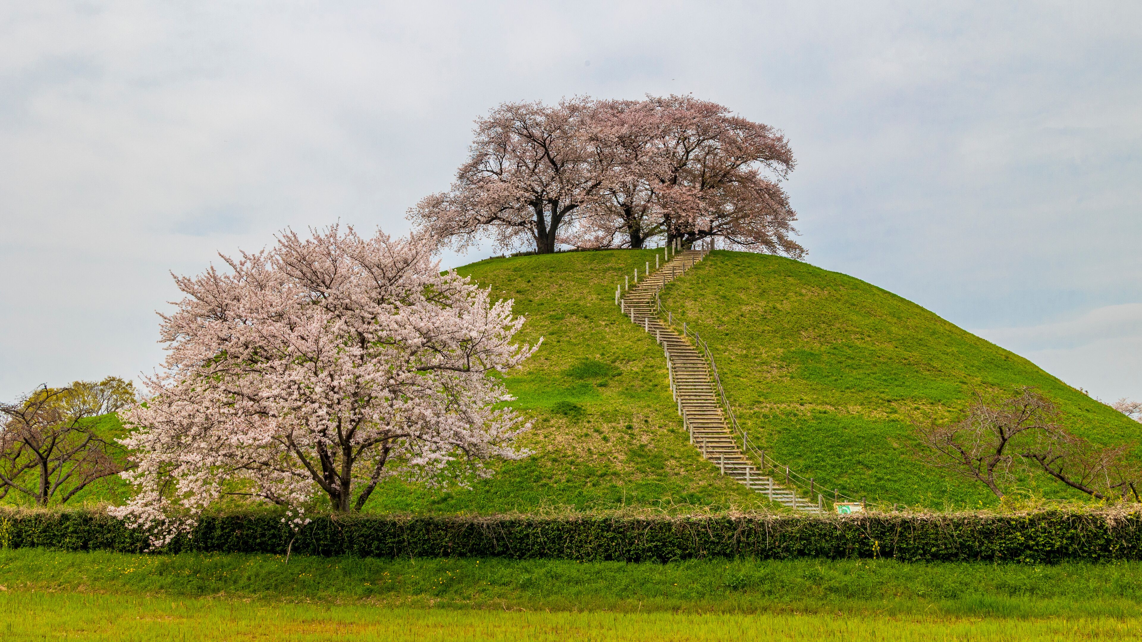 丸墓山古墳の桜　埼玉　行田