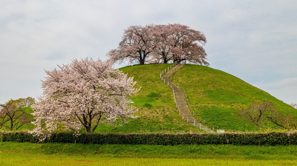 丸墓山古墳の桜 埼玉 行田