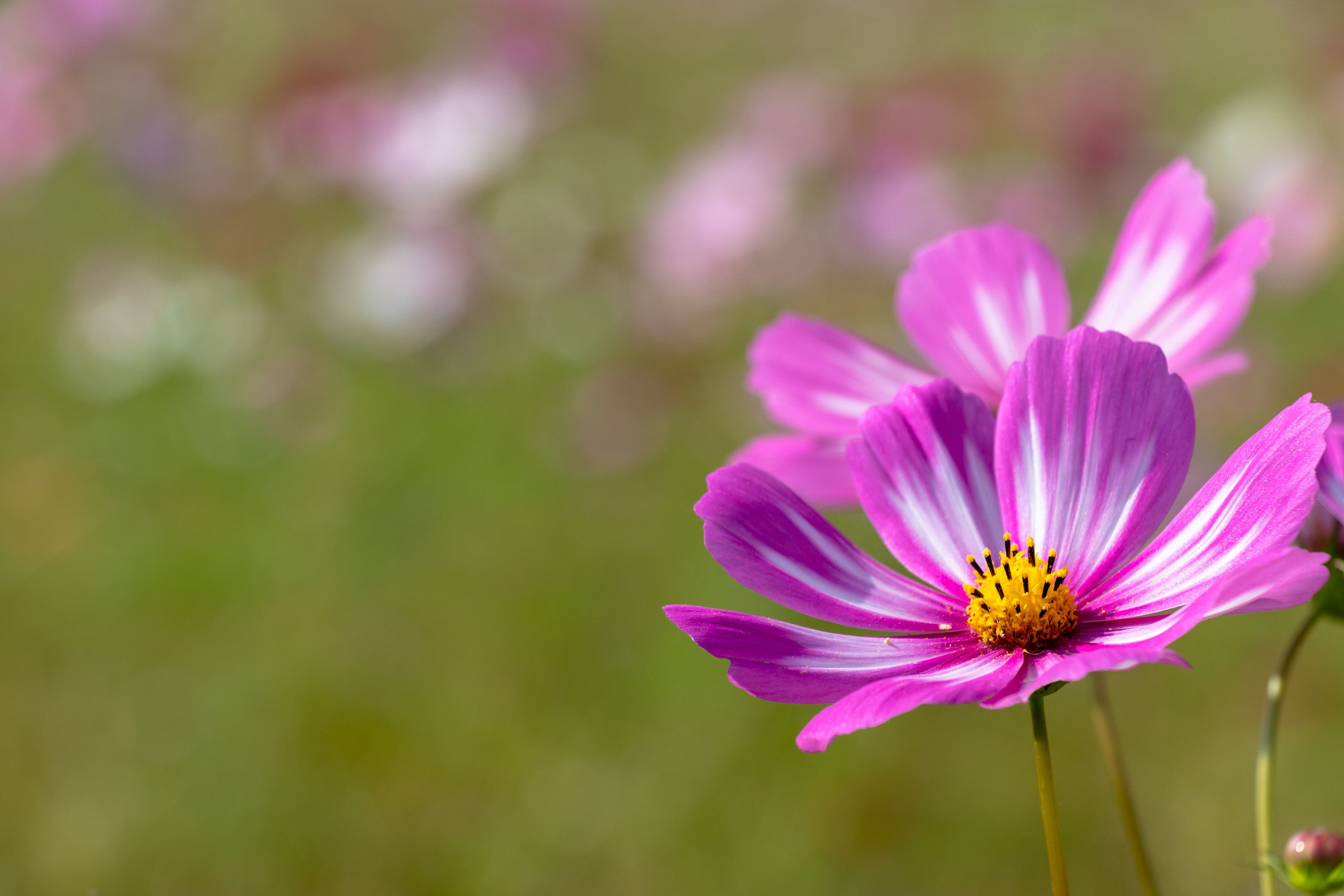Cosmos flowers / shooting place is  Kazo city Saitama prefecture, Japan