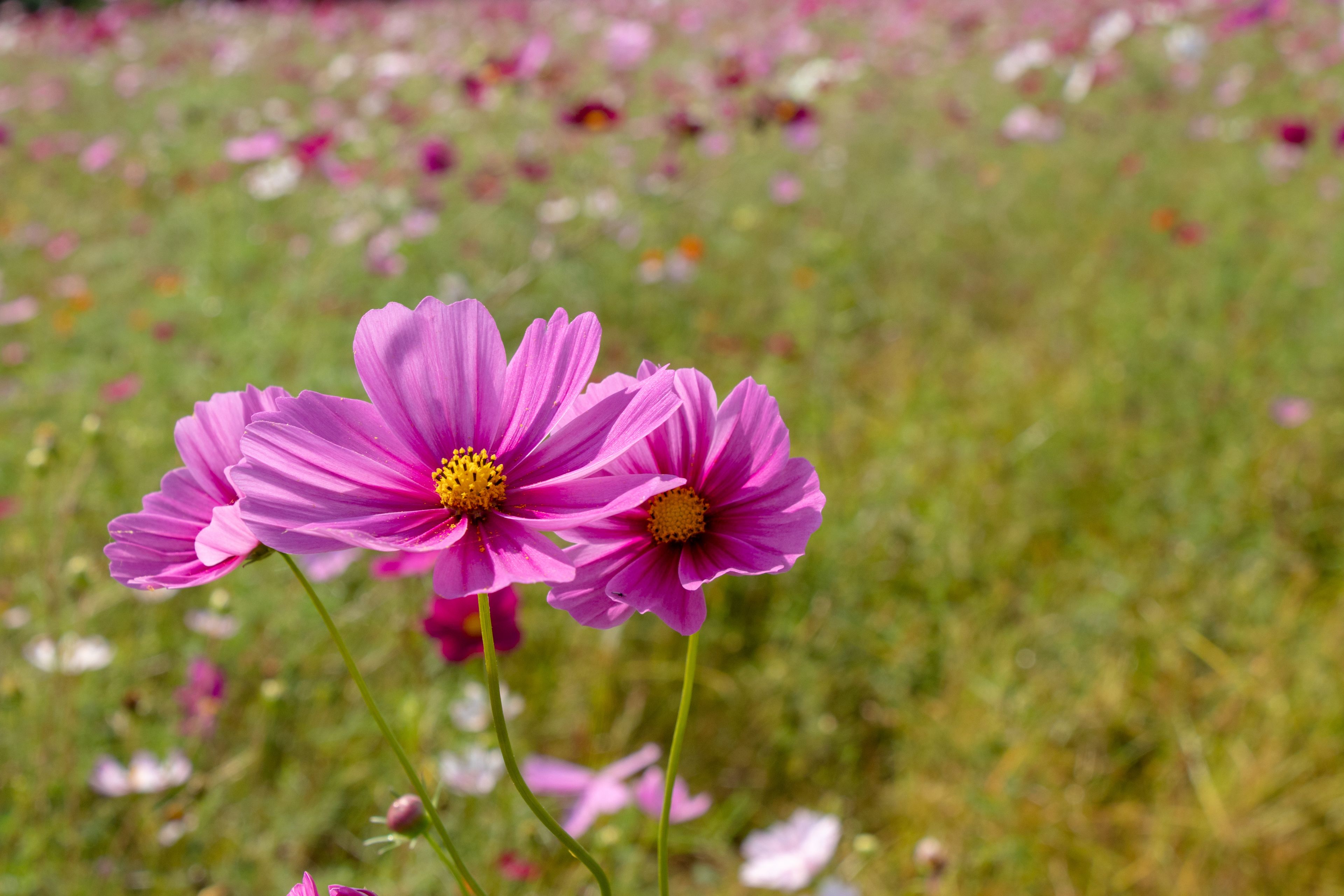 Cosmos flowers / shooting place is  Kazo city Saitama prefecture, Japan