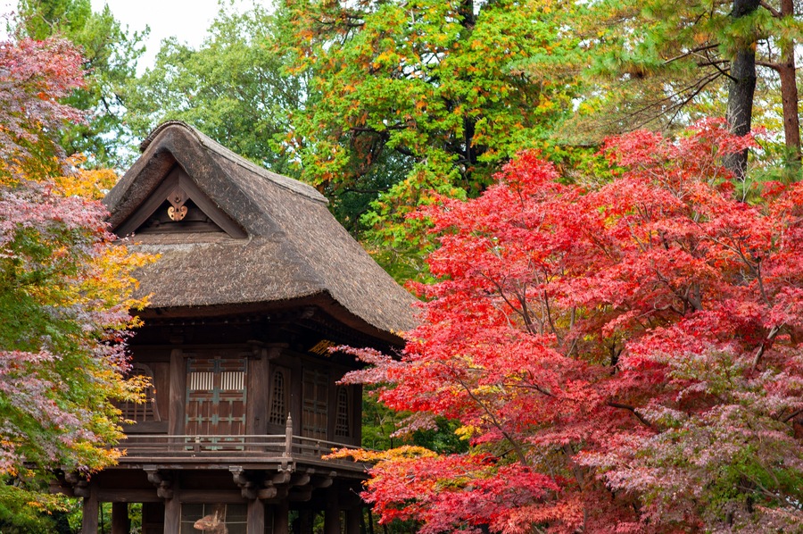平林寺 紅葉 山門