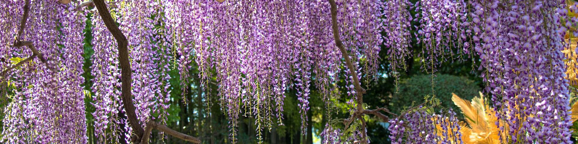 Wisteria of Ushijima in Kasukabe city, Saitama, Japan