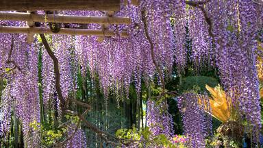Wisteria of Ushijima in Kasukabe city, Saitama, Japan