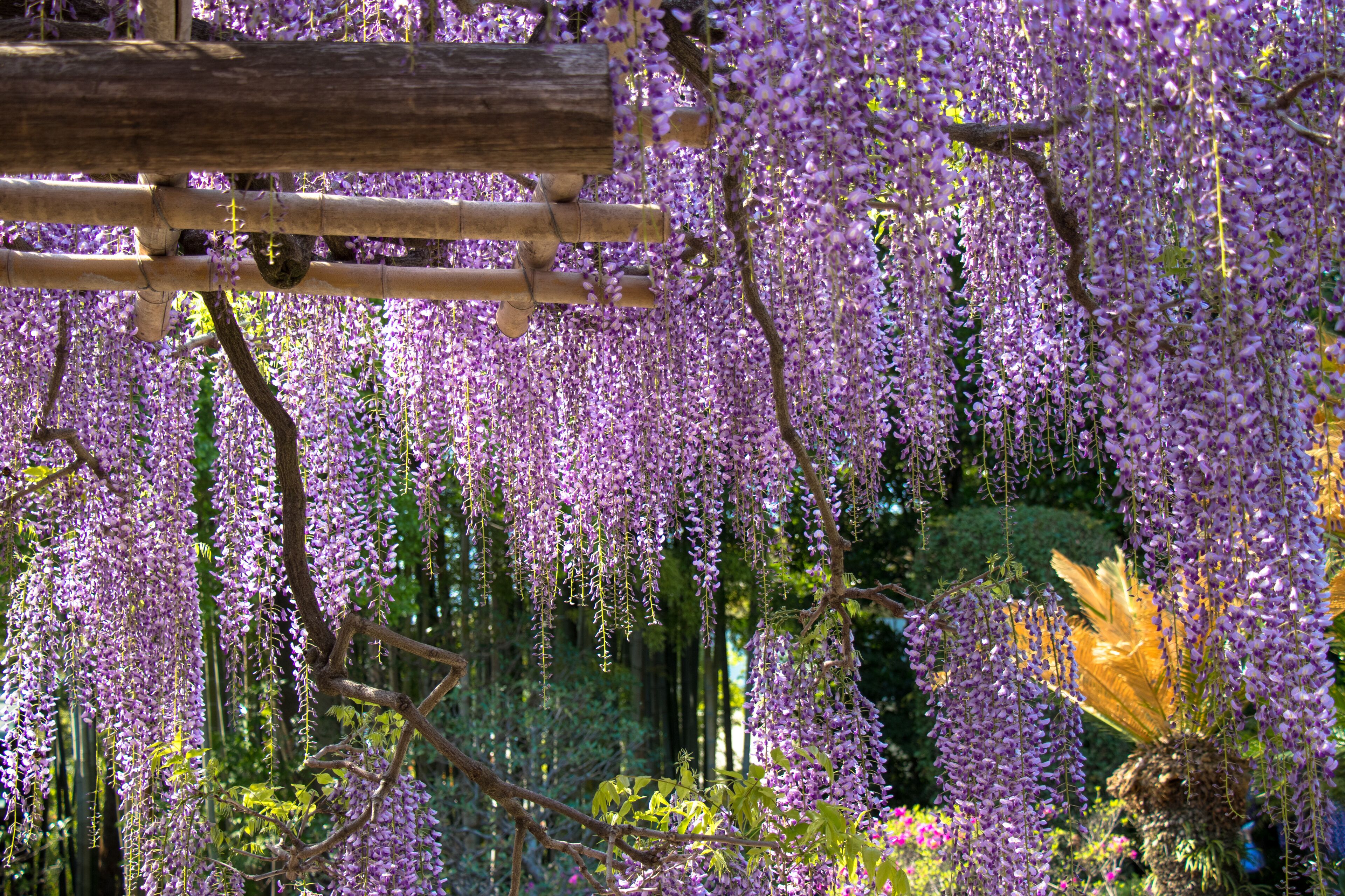A garden with purple wisteria vines hanging from wooden structures.