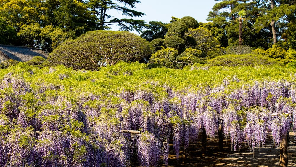 Wisteria of Ushijima in Kasukabe city, Saitama, Japan
