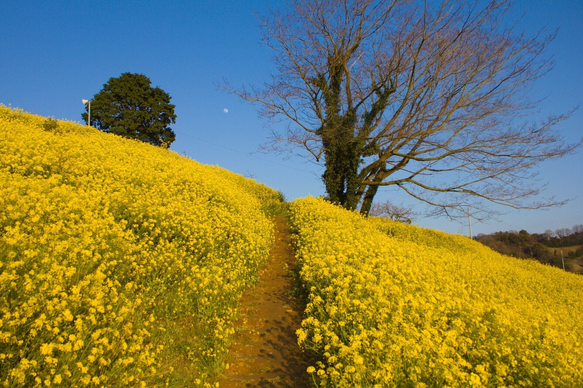 Yellow Hill, Futami-cho, Iyo City, Ehime Prefecture, Japan