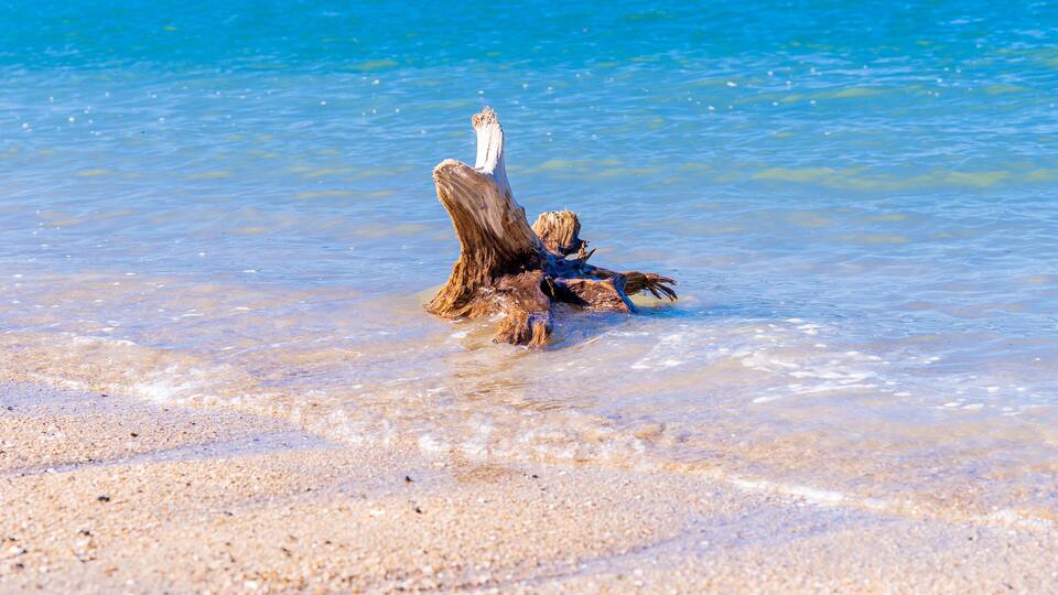 A piece of driftwood in shallow clear water.