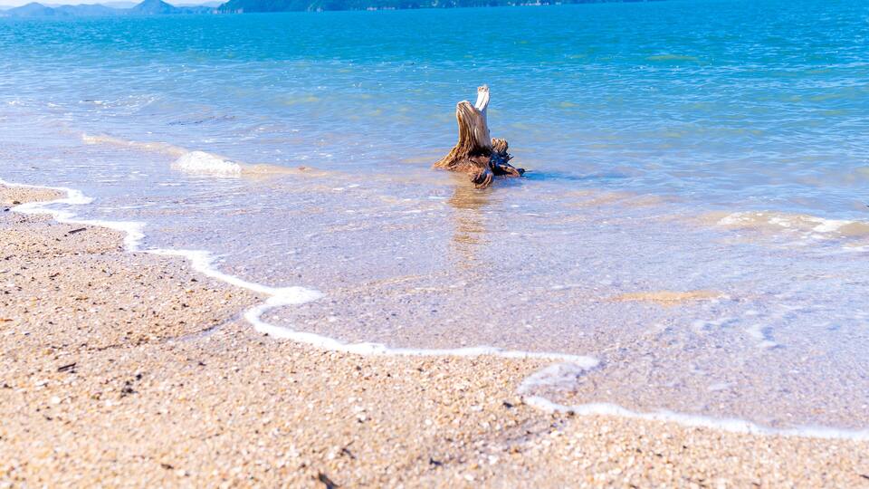 A sandy beach with clear water and a piece of driftwood.