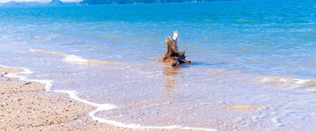 A sandy beach with clear water and a piece of driftwood.