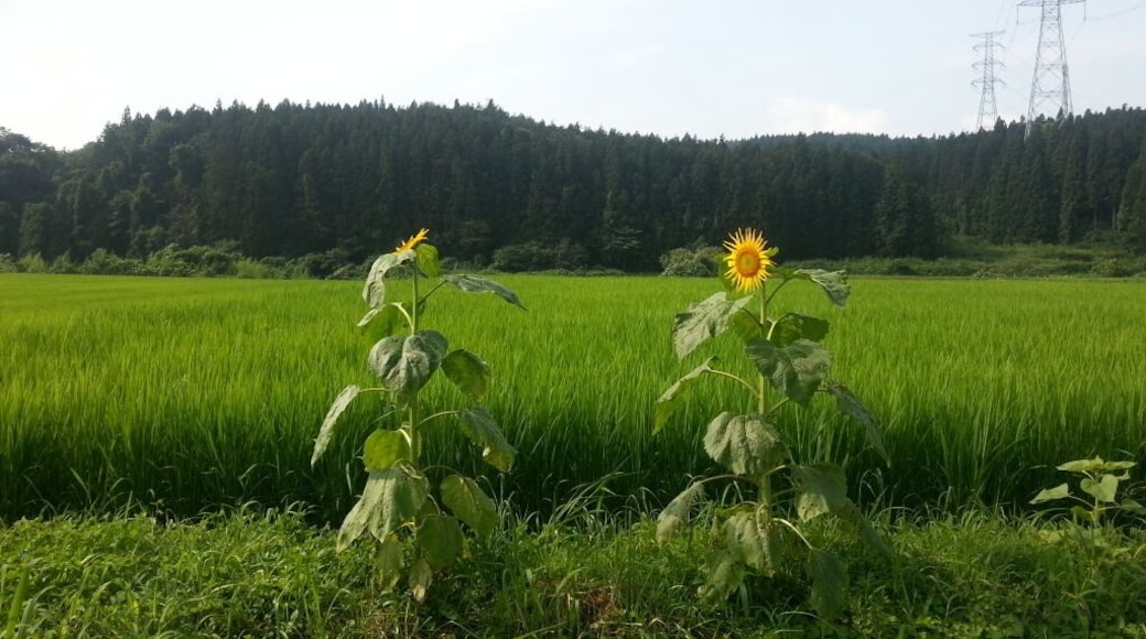 Sunflowers along the side of Highway 398 in NW Miyagi, somewhere WNW of Kurihara. Japan.