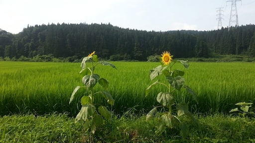 Sunflowers along the side of Highway 398 in NW Miyagi, somewhere WNW of Kurihara. Japan.