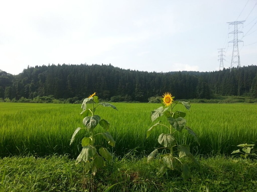 Sunflowers along the side of Highway 398 in NW Miyagi, somewhere WNW of Kurihara. Japan.