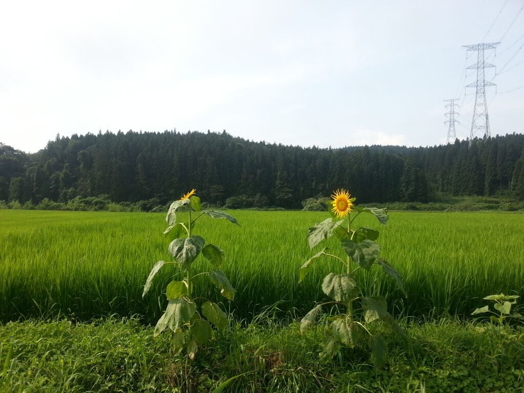 A field with two sunflowers and power lines in the background.